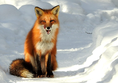 Rubah Merah (Vulpes vulpes fulva)