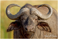 Cape Buffalo