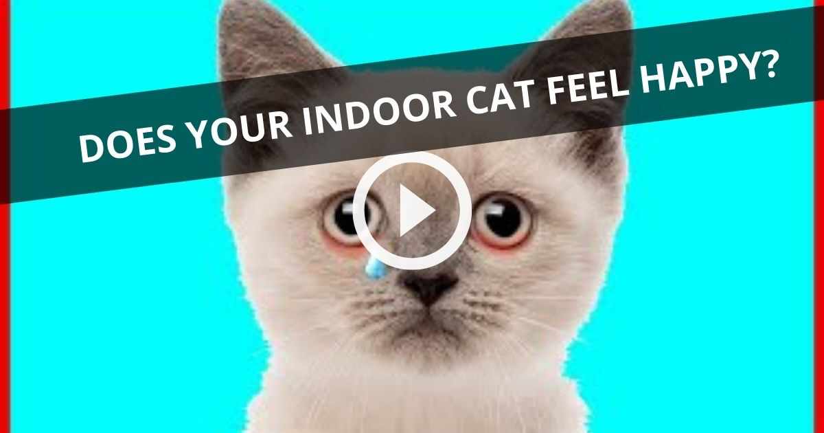 11 Essentials to Keep Your Indoor Cats Happy
