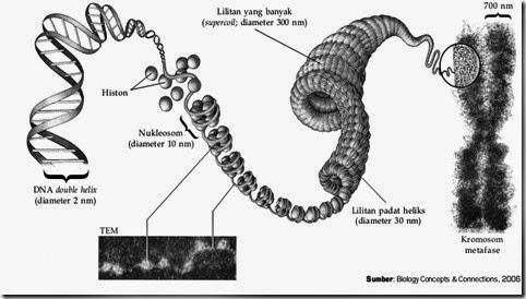 Gambar. Hubungan DNA dengan Kromosom