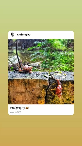 Snails in rainy season