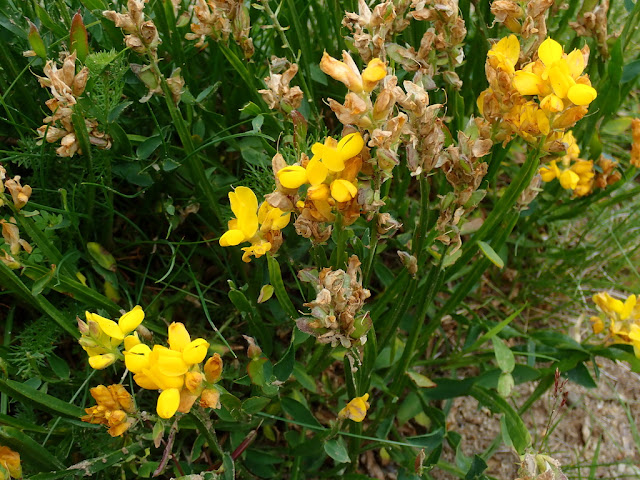 Genista sagittalis