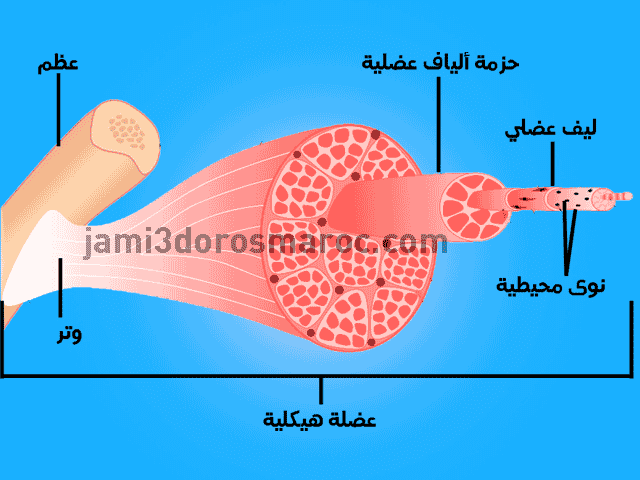 بنية العضلات الهيكلية