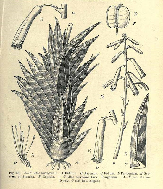 Aloes tygrysi, inaczej pstry (Aloe variegata) - opis, uprawa, pielęgnacja, pochodzenie, historia, nazwa