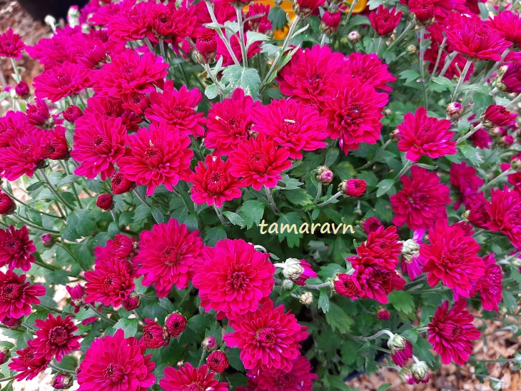 Хризантема (Chrysanthemum)