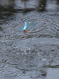 黒目川でカワセミ撮影画像⑩飛翔