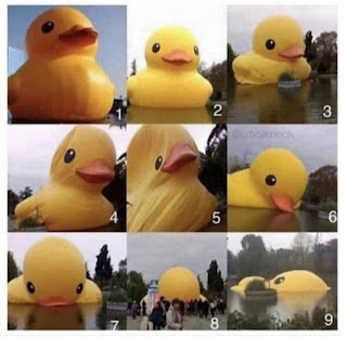 pictures of stages of deflating inflatable ducks