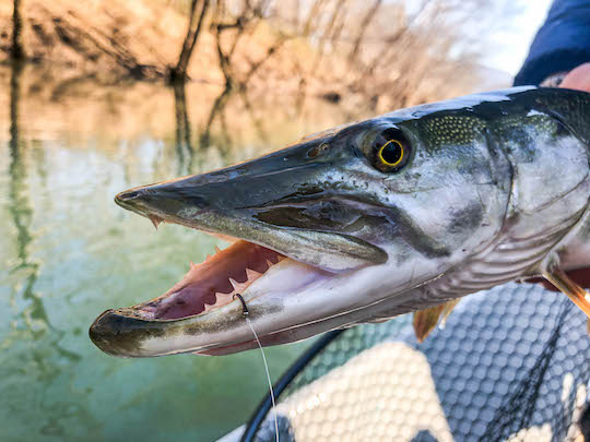 The Trout Zone: Midging For Musky
