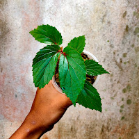 Begonia Melinauensis