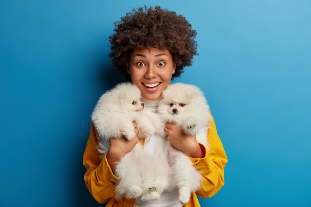 Teacup Pomeranian Price in India