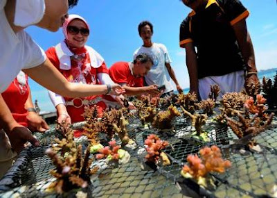 Cara membuat terumbu karang buatan di AQUARIUM