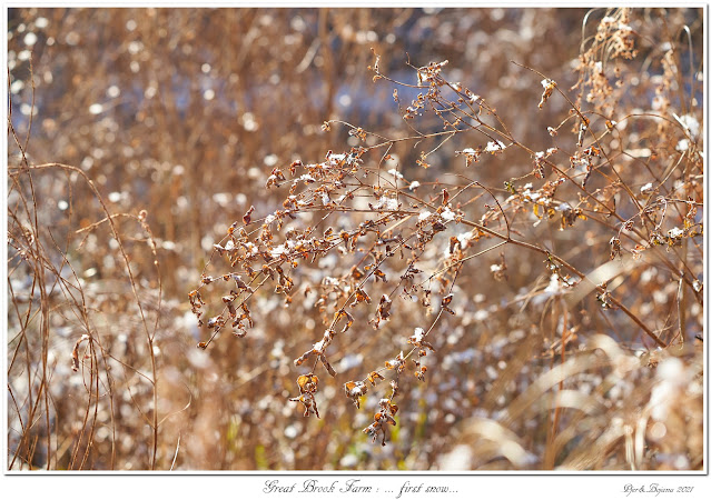 Great Brook Farm: ... first snow...