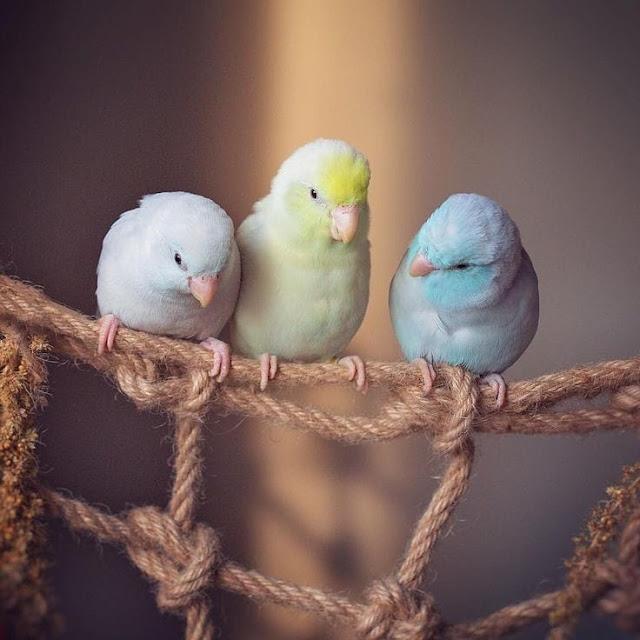 three birds instagram dp