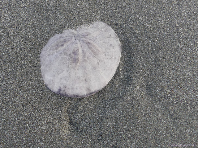 20: round shell in the sand