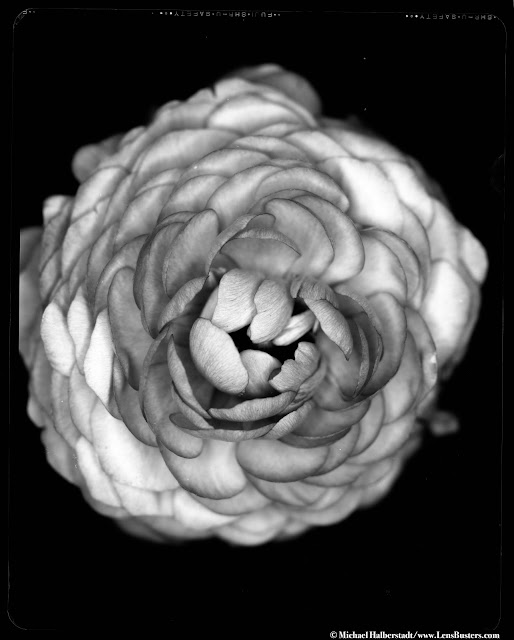 Flower on X-ray Film