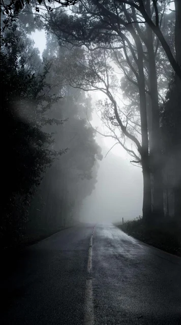 Foggy And Misty Forest Road Video Wallpaper For Phone