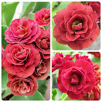 х аурикула 'Servaz' ушковые примулы auricula