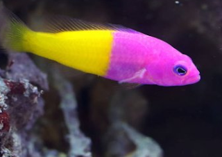 Dottyback Tank Size, Care, Breeding, Food