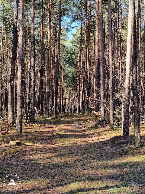 Mazowiecki Park Krajobrazowy