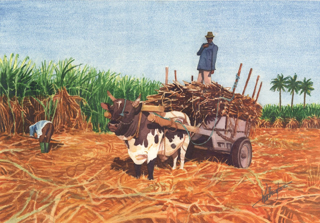 Watercolour of a sugar cane cutter gathering cane to load the waiting ox-drawn cart, "Champ cannes," by William Walkington