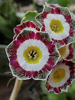 auricula 'Claudia Taylor' аурикула ушковые примулы