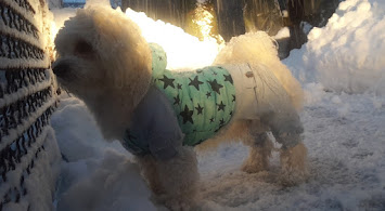 Na šta treba paziti prilikom kupovine zimske odjeće za pse?
