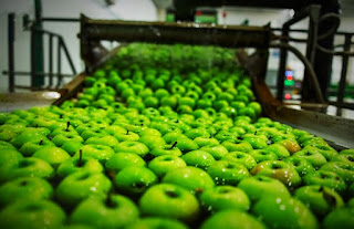 apple ,grading