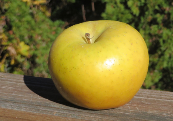 An oblate yellow apple