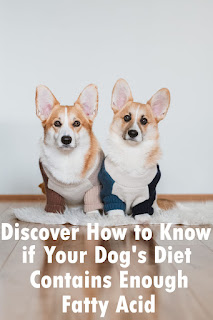 Discover How to Know if Your Dog's Diet Contains Enough Fatty Acid