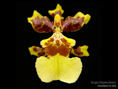 Orquídea Oncidium sphacelatum