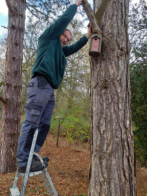 man standing on a ladder attaching a bird box to a tree trunk