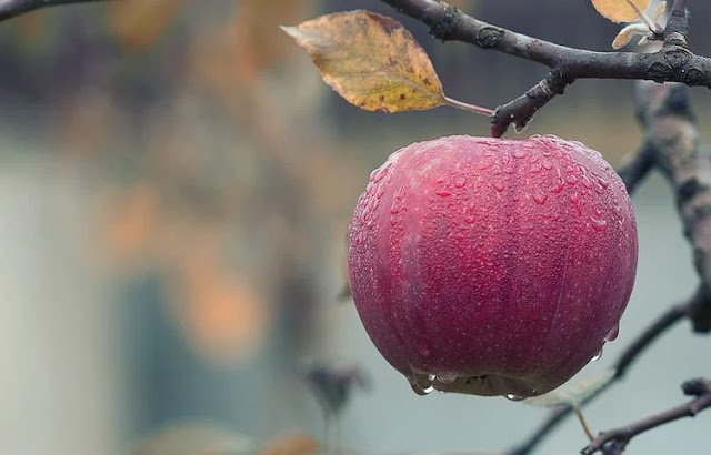 Fruit Tree | Definition, Description, Types, Examples, & Facts | Legitmentor