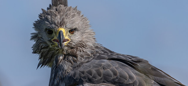 Águila Coronada: quedan menos de 1000 ejemplares en el país