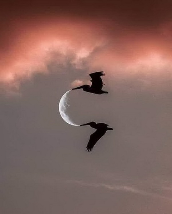 Hai chú chim và trăng lưỡi liềm