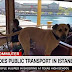  ΚΩΝΣΤΑΝΤΙΝΟΥΠΟΛΗ! Ο αδέσποτος σκύλος που ταξιδεύει στην πόλη και έχει γίνει σταρ 