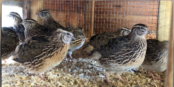 How do you prevent quails from escaping?