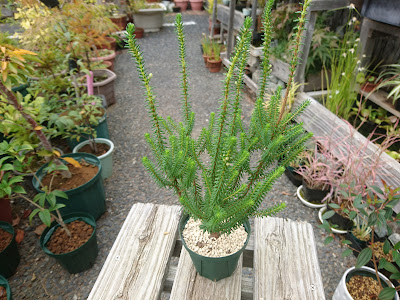 植え付け　植え替え