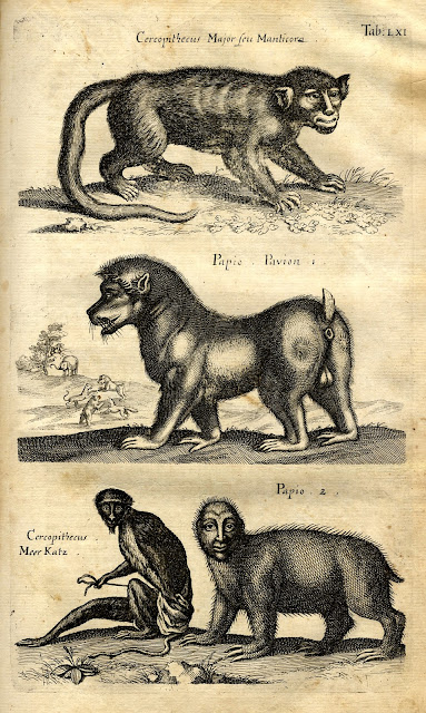 Jonston, Jan: Historiae Naturalis De Quadrupedibus Libri