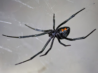 Most Interesting Facts and Knowledge about Spiders | मकडियों के बारे में सबसे बेहतरीन तथ्य और जानकारियां