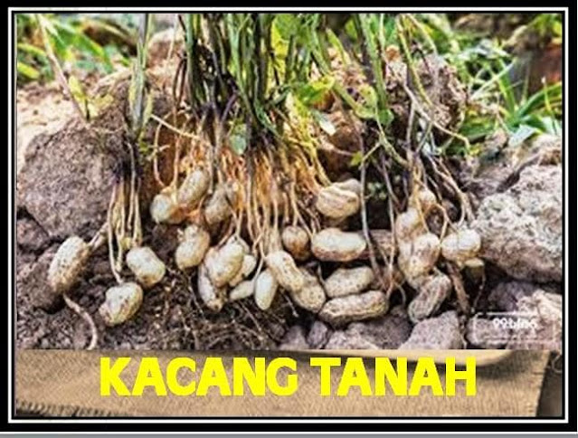 Manfaat Kacang Tanah Perspektif Ilmu Gizi