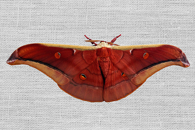 Antheraea assamensis