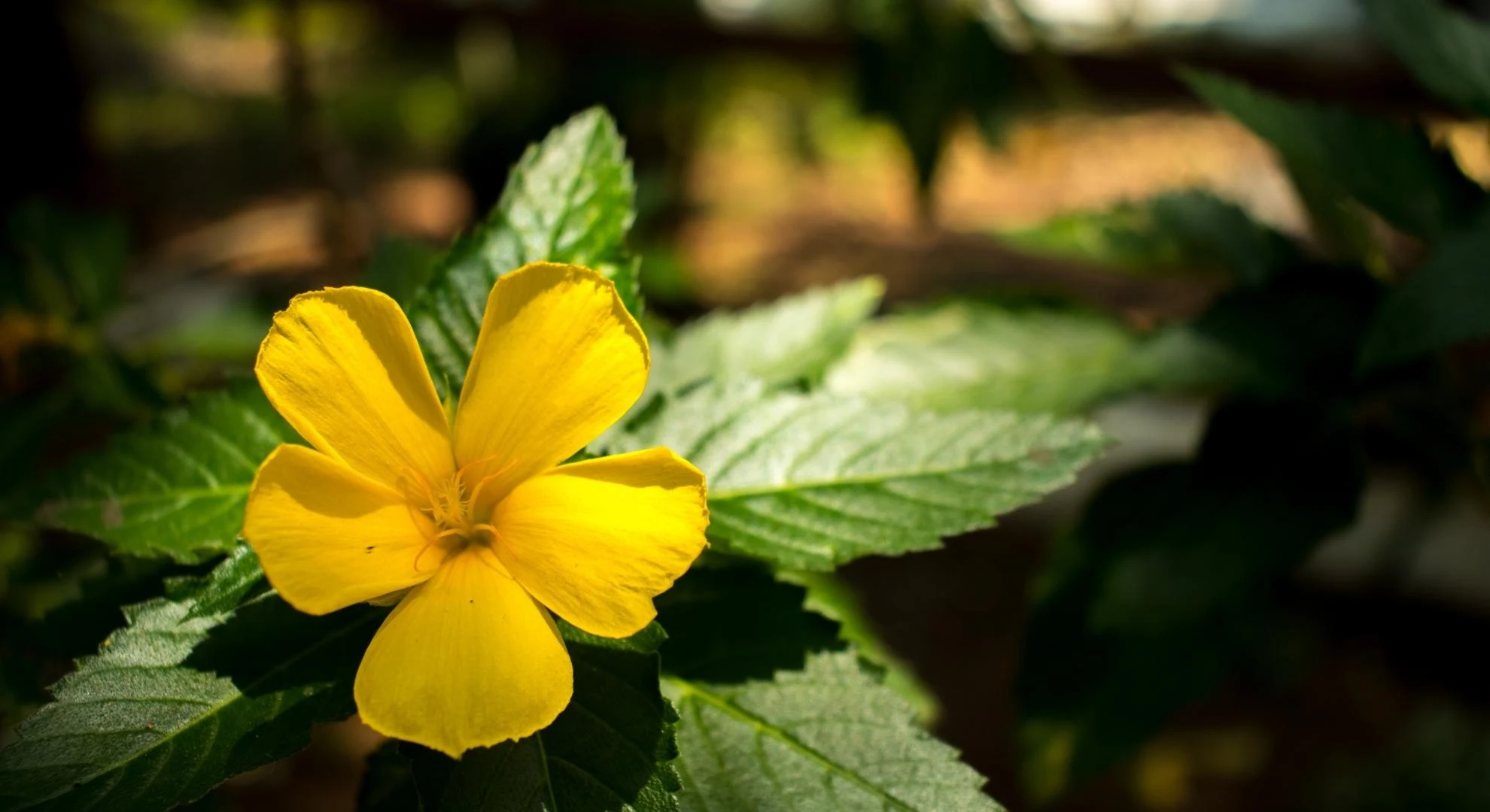 Damiana