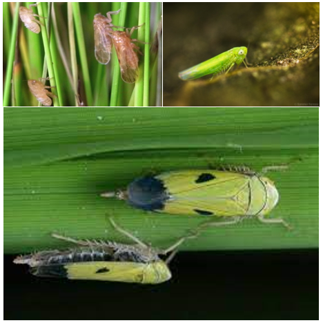 Contoh-contoh serangga ordo Hemiptera kelompok Auchenorryncha