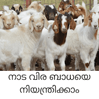 Goats | Tapeworm Infestation Can Be Controlled - ആടുകളിൽ നാടവിരബാധയെ നിയന്ത്രിക്കാം