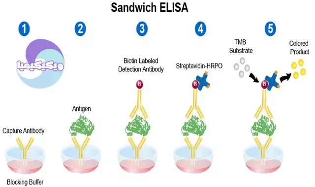 Sandwich ELISA