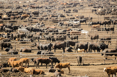 Feedlot management of beef cows