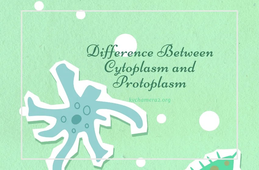 What is the Difference Between Cytoplasm and Protoplasm