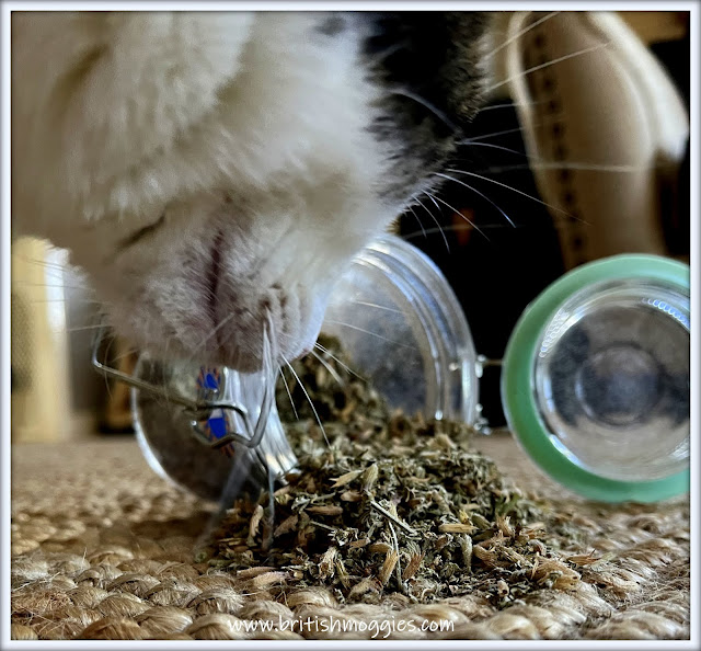 Tabby cat tipped up the catnip jar.