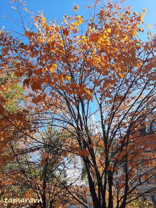 Вишня сахалинская / Вишня Саржента (Cerasus sachalinensis, =Cerasus sargentii)