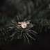 Diamond ring photography